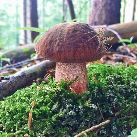 アパート Enzo C 103 Chopok Juh