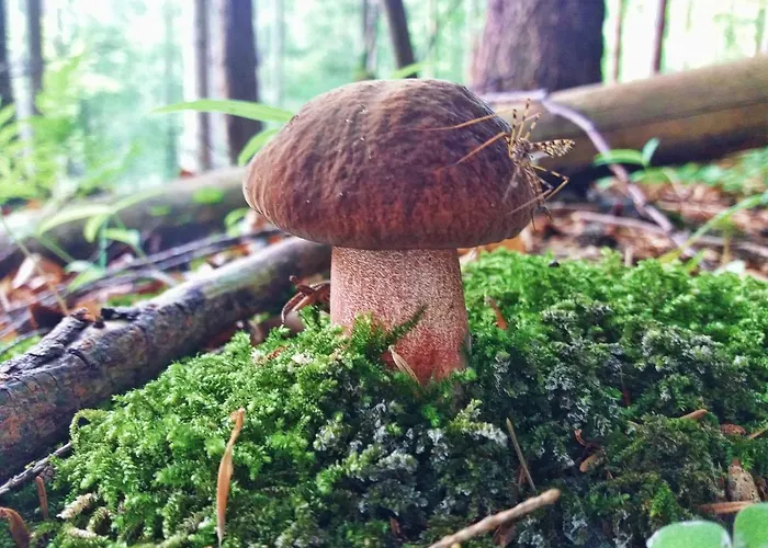 Apartment Enzo C 103 Chopok Juh